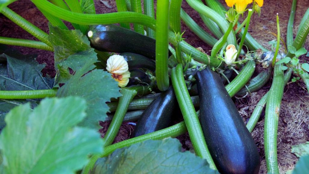 Des pieds de courgette dans un potager