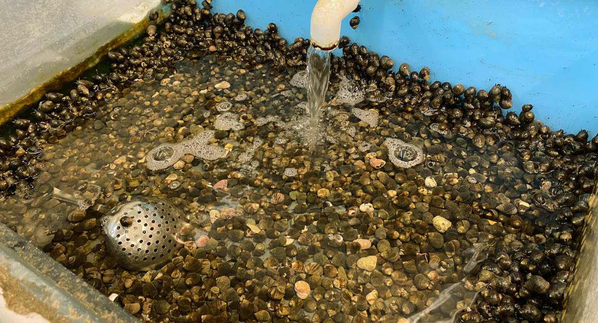 Bigorneaux frais rincés à l'eau avant cuisson