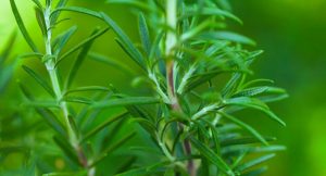 Gros plan sur un buisson de romarin aux feuilles denses et vertes