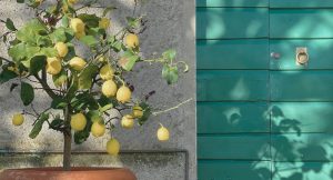Citronnier en pot avec de nombreux citrons mûrs exposé au soleil