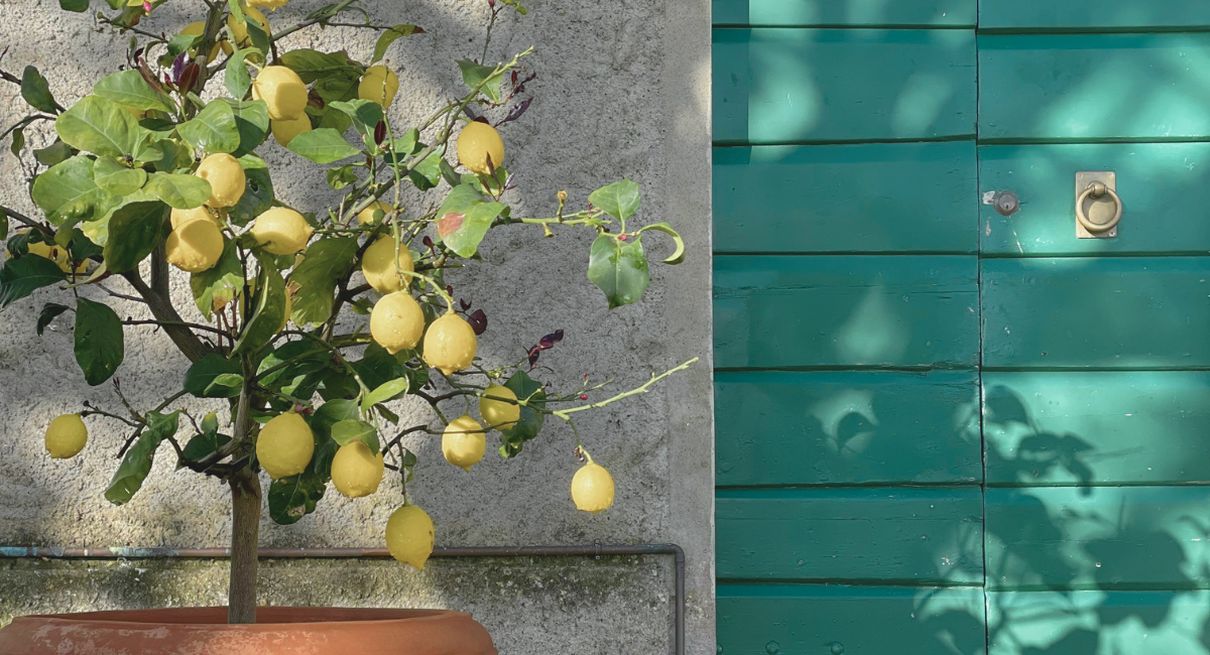 Citronnier en pot avec de nombreux citrons mûrs exposé au soleil