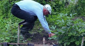 Homme âgé penché plantant des végétaux dans un jardin verdoyant